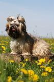 SHIH TZU 306